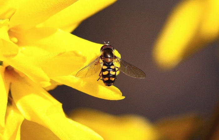 Chrysotoxum intermedium?